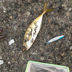 アジ、エソのみツバスは見てるだけ